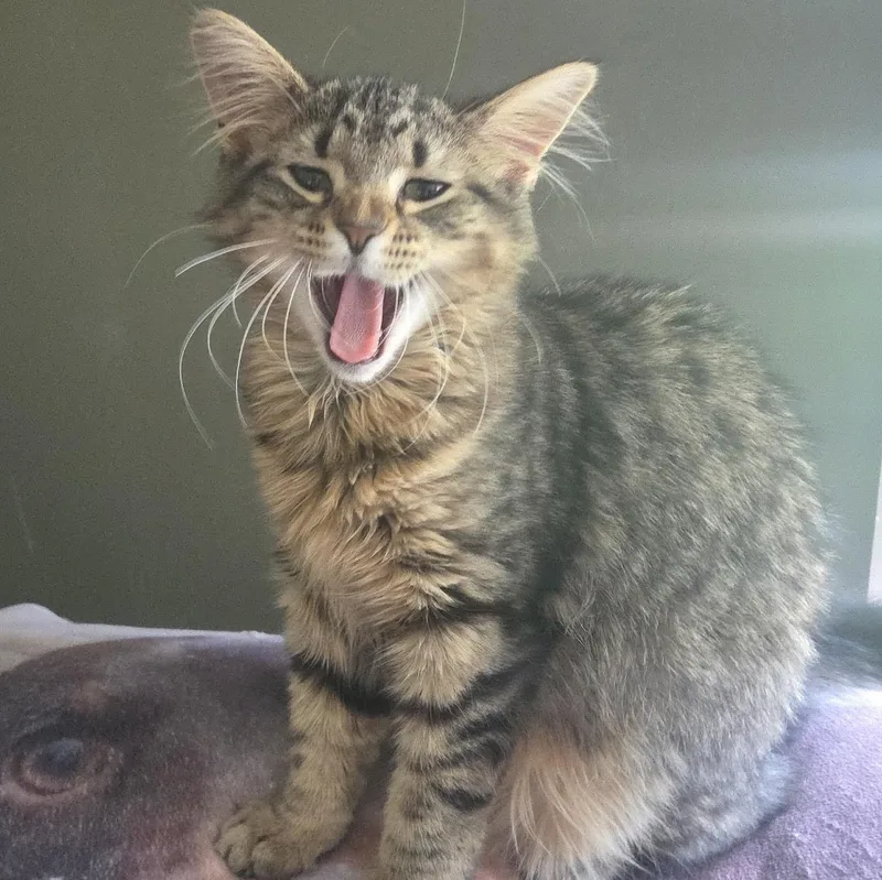 A baby medium-sized female Tabby (Brown / Chocolate) Domestic Long Hair cat named Mitzy for adoption in Cranford, NJ