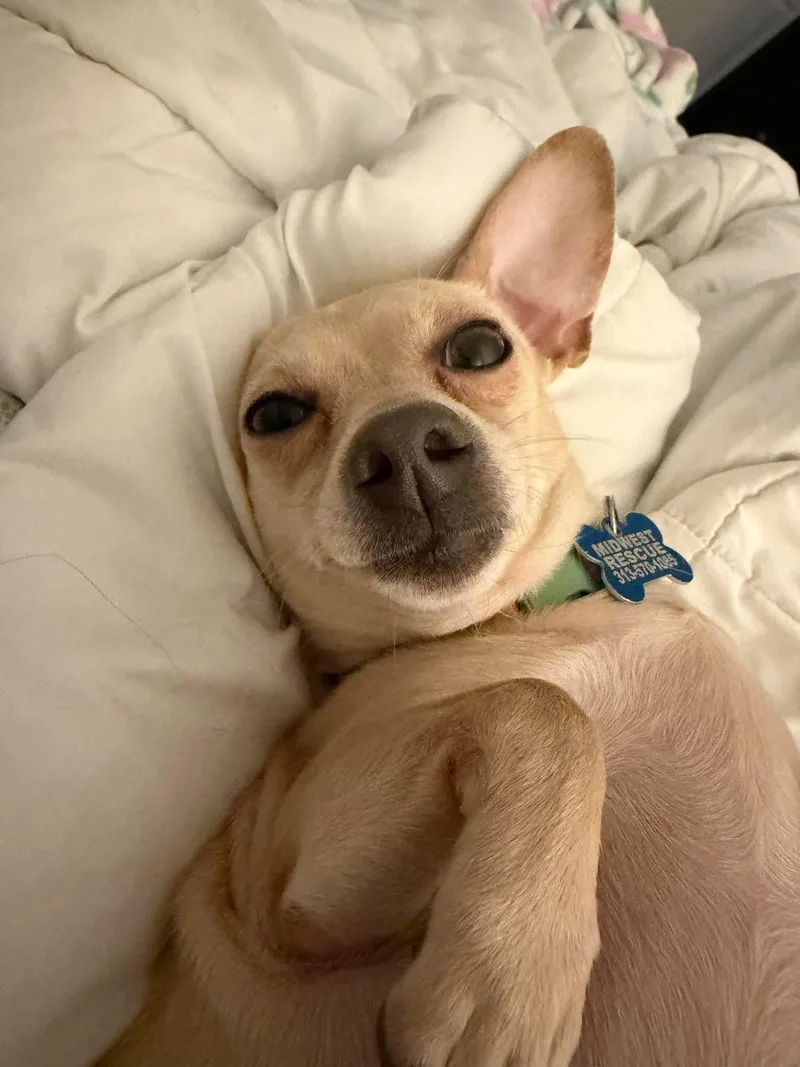 An adult small-sized female Yellow / Tan / Blond / Fawn Chihuahua dog named Sandy for adoption in Grosse Pointe Park, MI