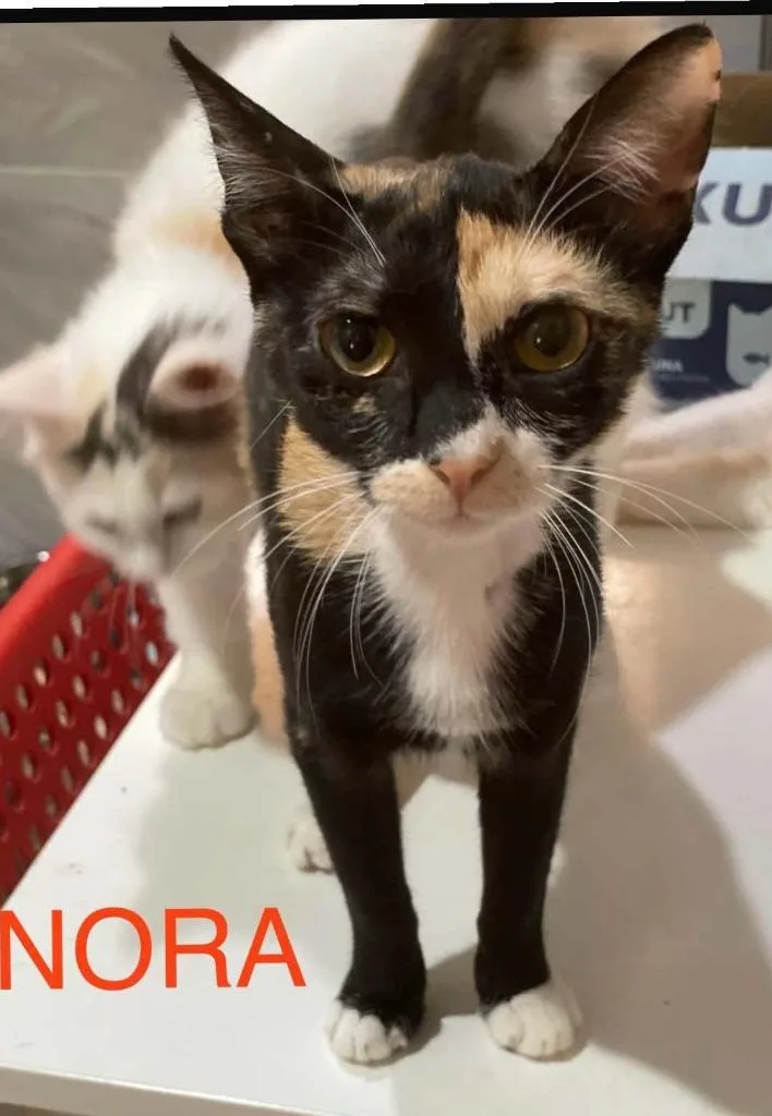 A baby large-sized female Calico cat named Nora for adoption in San Jacinto, CA