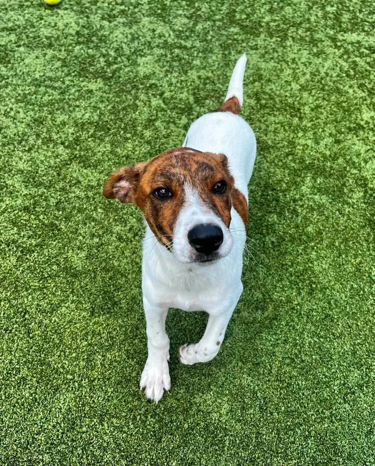 A young medium-sized male Brindle Beagle dog named Jorge for adoption in Godfrey, IL