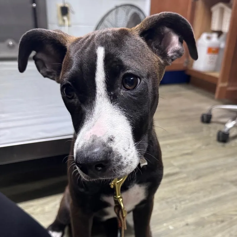 A baby medium-sized female Black Mixed Breed dog named Harley for adoption in Summerville, SC