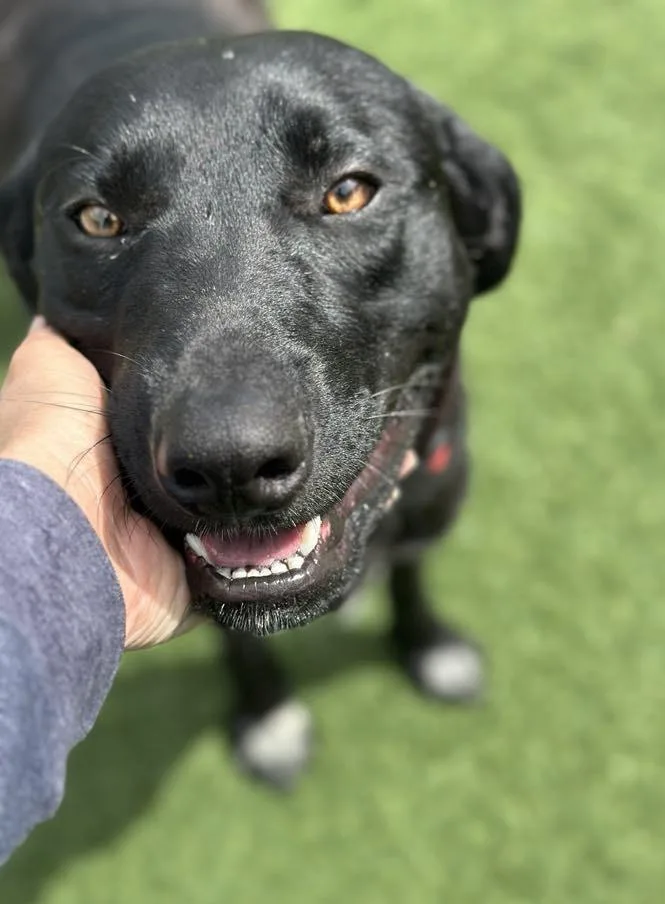 An adult large-sized male Black Labrador Retriever dog named Dax for adoption in Sparta, WI
