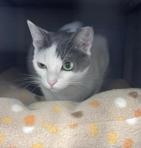 A baby small-sized female Gray & White Domestic Short Hair cat named Ethel Freeport for adoption in Westbury, NY