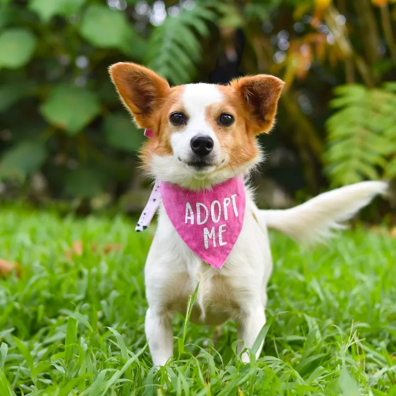 An adult small-sized female Mixed Breed dog named Calla Lily for adoption in Kailua Kona, HI