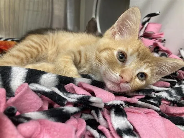 A baby small-sized male Domestic Short Hair cat named Goldfish for adoption in Tustin, CA