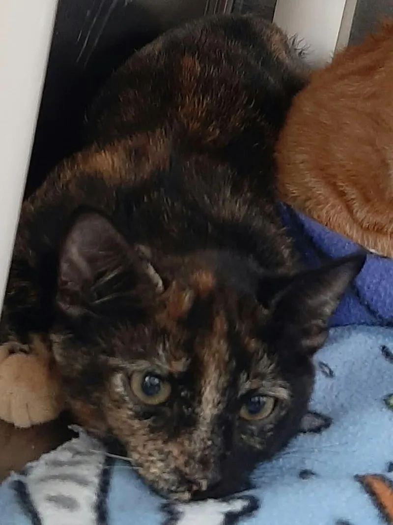 A baby medium-sized female Tortoiseshell cat named Cider for adoption in Georgetown, OH