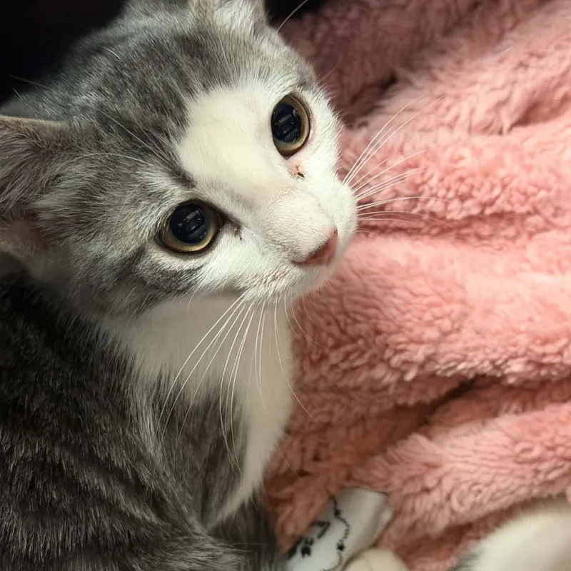 A baby small-sized female Gray / Blue / Silver Domestic Short Hair cat named Nala for adoption in Houston, TX