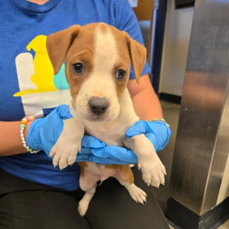A baby small-sized male Brown / Chocolate Labrador Retriever dog named Dykstra for adoption in Wilmington, DE