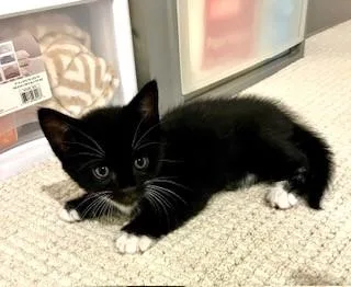 Leo