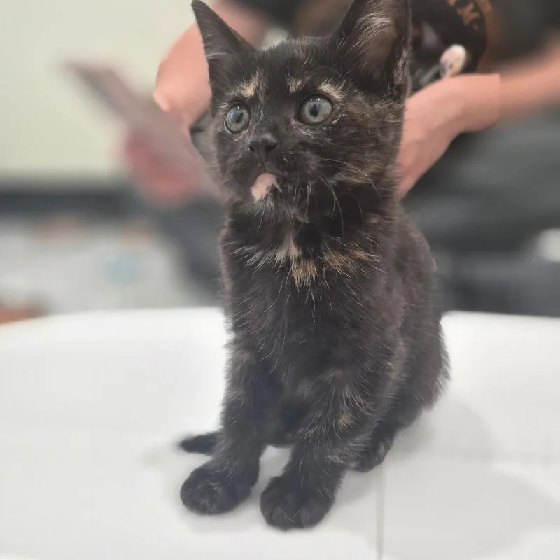 A baby small-sized female Black Domestic Short Hair cat named Raisin for adoption in Chapel Hill, NC