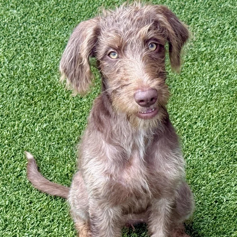 Elfie  Playful Schnauzer