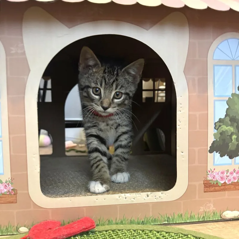 A baby small-sized male Brown / Chocolate Domestic Short Hair cat named Snorkel Sam for adoption in Pasadena , MD