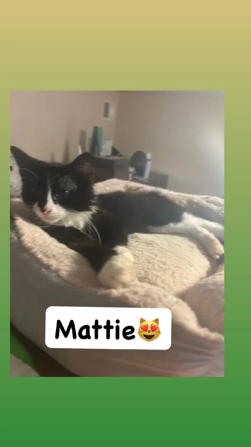 A baby small-sized male Black & White / Tuxedo Domestic Medium Hair cat named Mattie for adoption in Newark, NJ