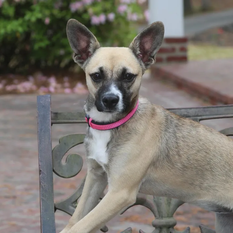 A young small-sized female Yellow / Tan / Blond / Fawn Chihuahua dog named Yoda for adoption in East Hampton, NY