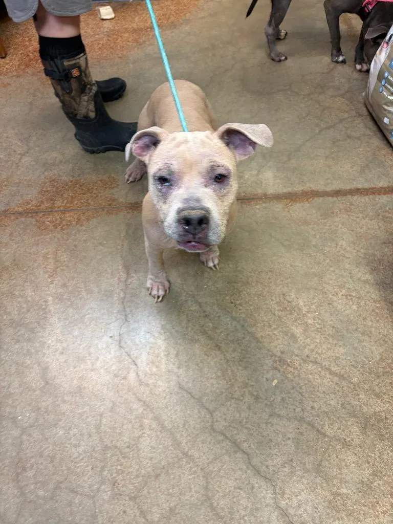 A young medium-sized female Pit Bull Terrier dog named Cortez for adoption in Brownwood, TX