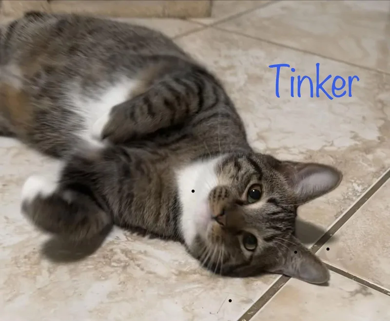 Tinker thumbnail 2