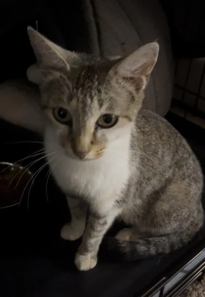 An adult small-sized female Domestic Short Hair cat named Lemon for adoption in Virginia Beach, VA