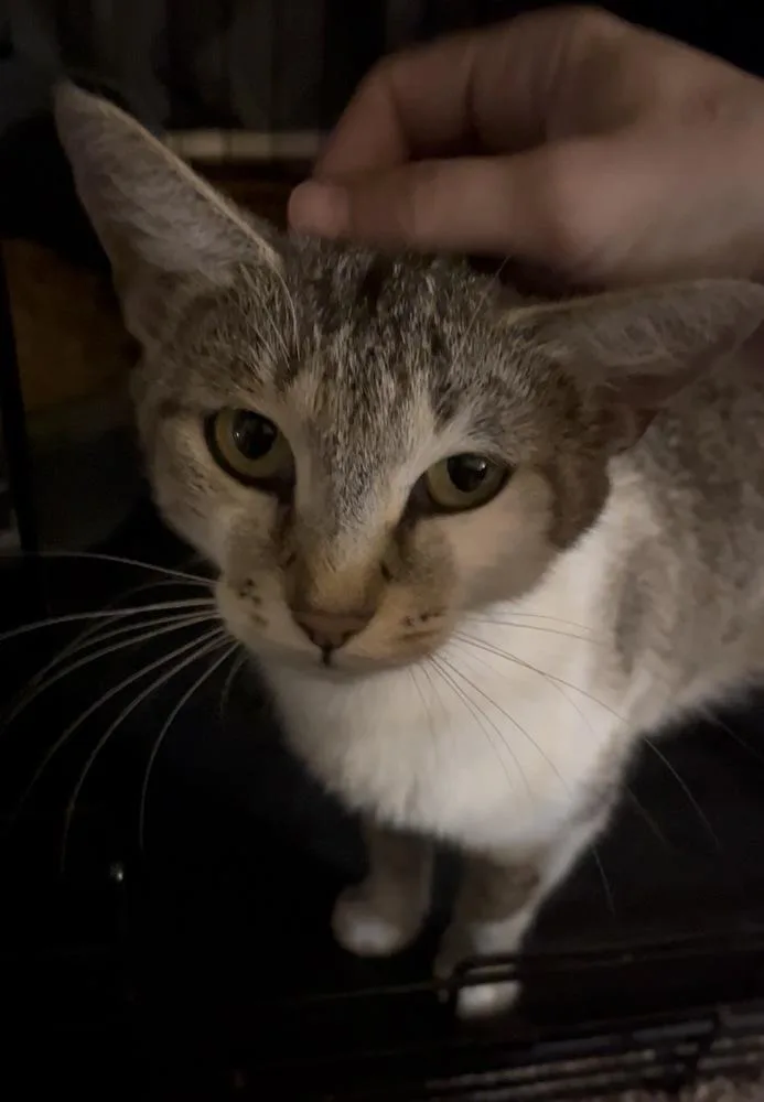 Lemon thumbnail 3