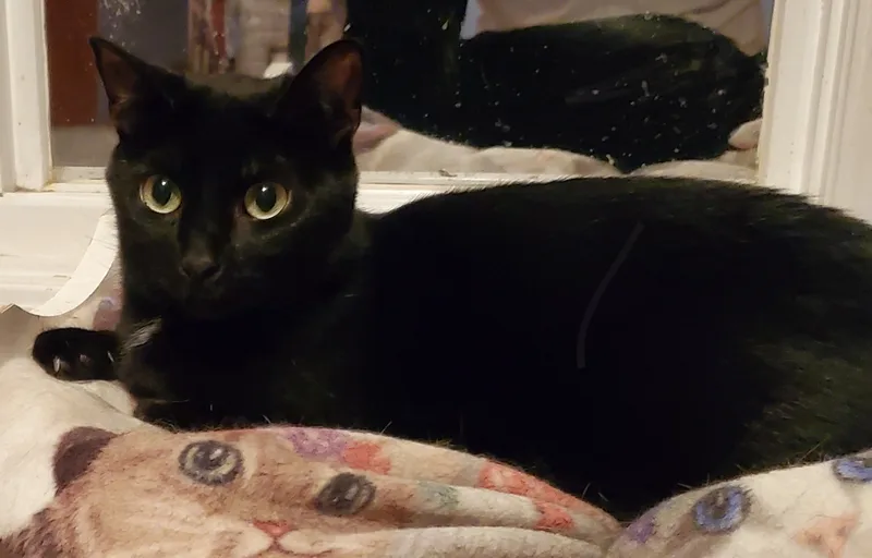 An adult medium-sized female Black Bombay cat named Abba for adoption in Lyons, IL