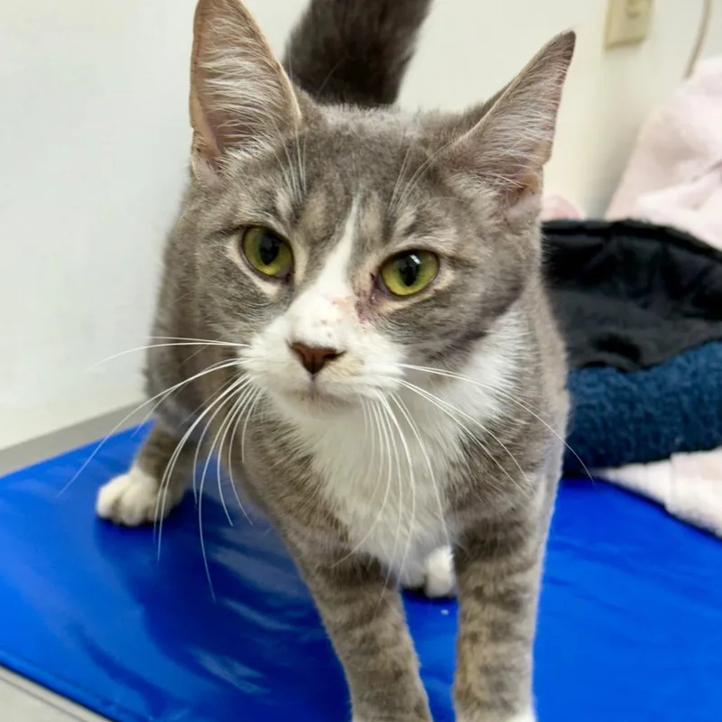 An adult medium-sized female Gray / Blue / Silver Domestic Short Hair cat named Roly Poly for adoption in Oshkosh, WI
