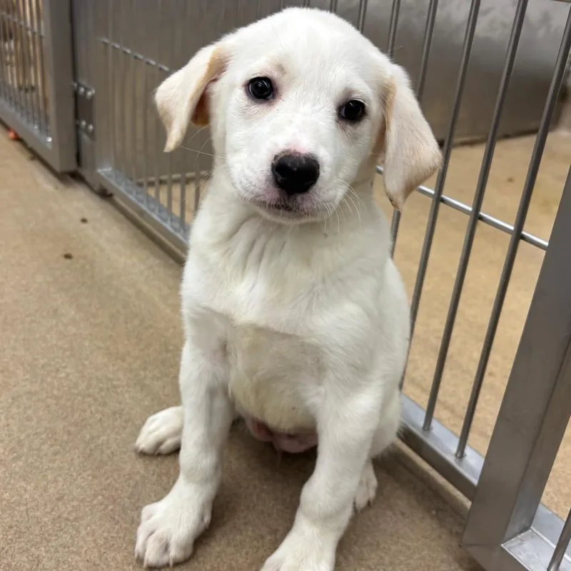 A baby small-sized male White / Cream Husky dog named Spade for adoption in Corpus Christi, TX