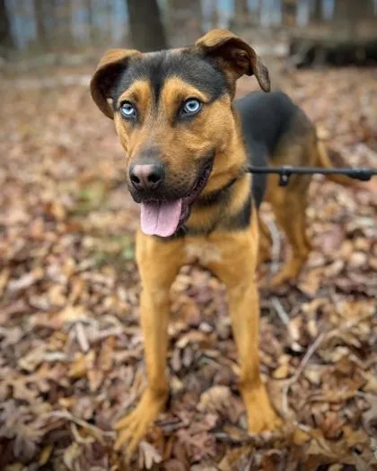 An adult medium-sized male Mixed Breed dog named Travis for adoption in Atlanta, GA