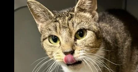 An adult medium-sized female Domestic Short Hair cat named Moira for adoption in Anoka, MN