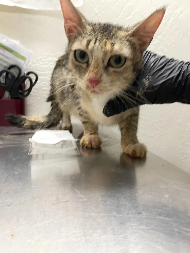 A young medium-sized female Domestic Short Hair cat named Violet for adoption in Chico, CA