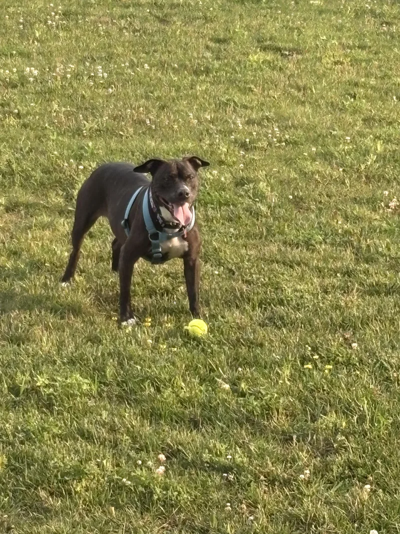A senior medium-sized female Pit Bull Terrier dog named Autumn for adoption in Seville, OH