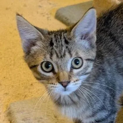 Sam