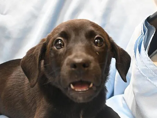 A baby small-sized female American Staffordshire Terrier dog named Dolores for adoption in Portland, OR
