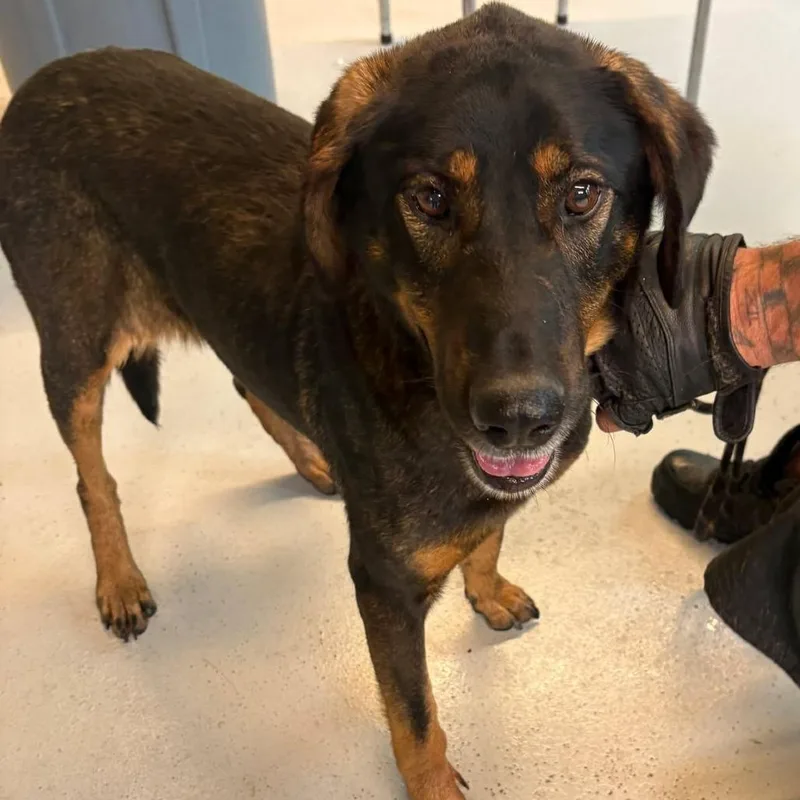 Juneberry Stray Hold