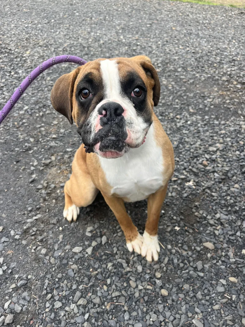 A young large-sized female Boxer dog named Dazee for adoption in Havertown, PA