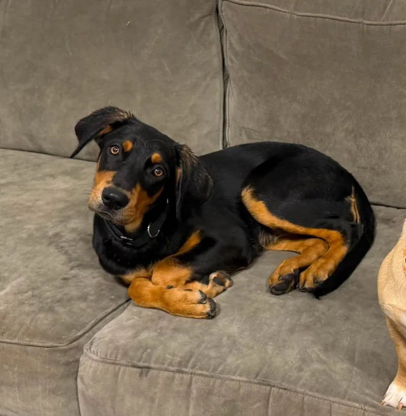 A baby large-sized female German Shepherd Dog dog named Jersey for adoption in Kutztown, PA