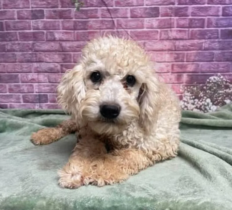 A young small-sized male Poodle dog named Clyde for adoption in Sedalia, CO