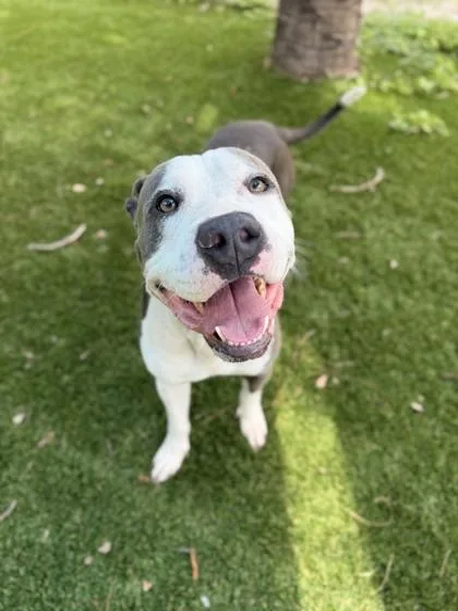 An adult large-sized male Pit Bull Terrier dog named Pokemon for adoption in Daytona Beach, FL