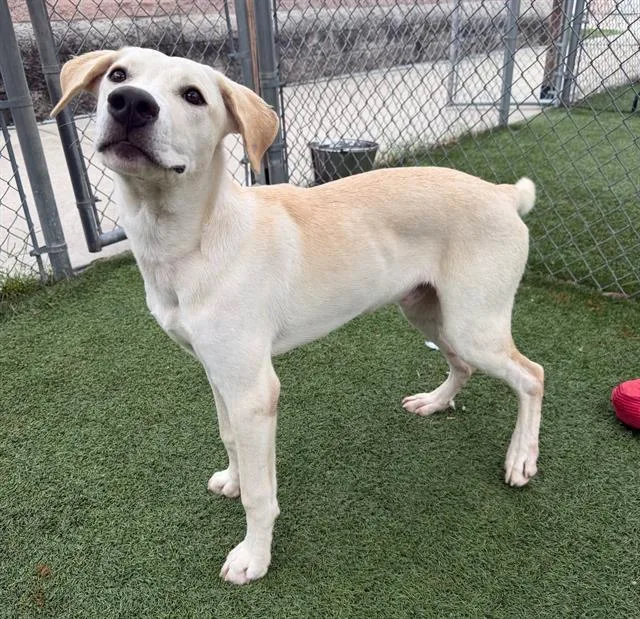 A young large-sized male Mixed Breed dog named Rooster for adoption in Columbia, SC