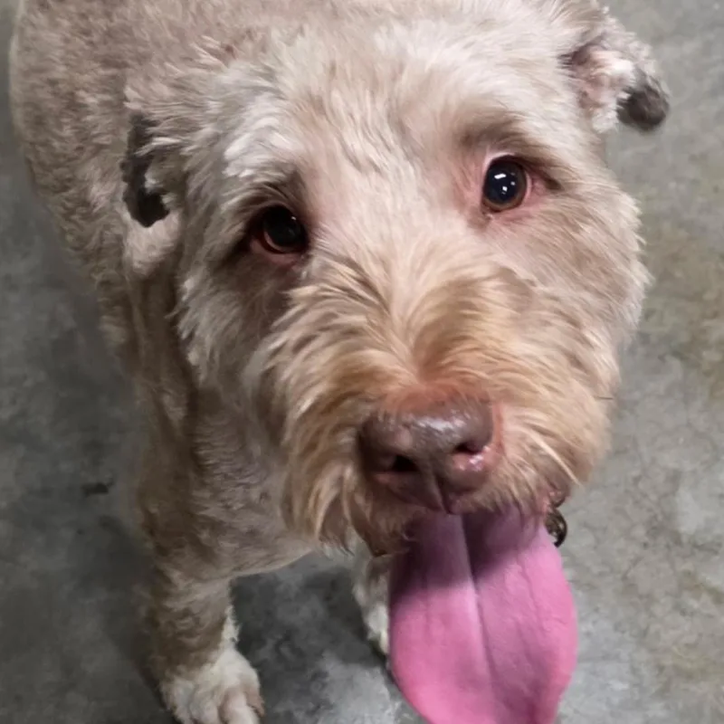 An adult medium-sized male Apricot / Beige Golden Retriever dog named Bandit for adoption in Fairfax Station, VA
