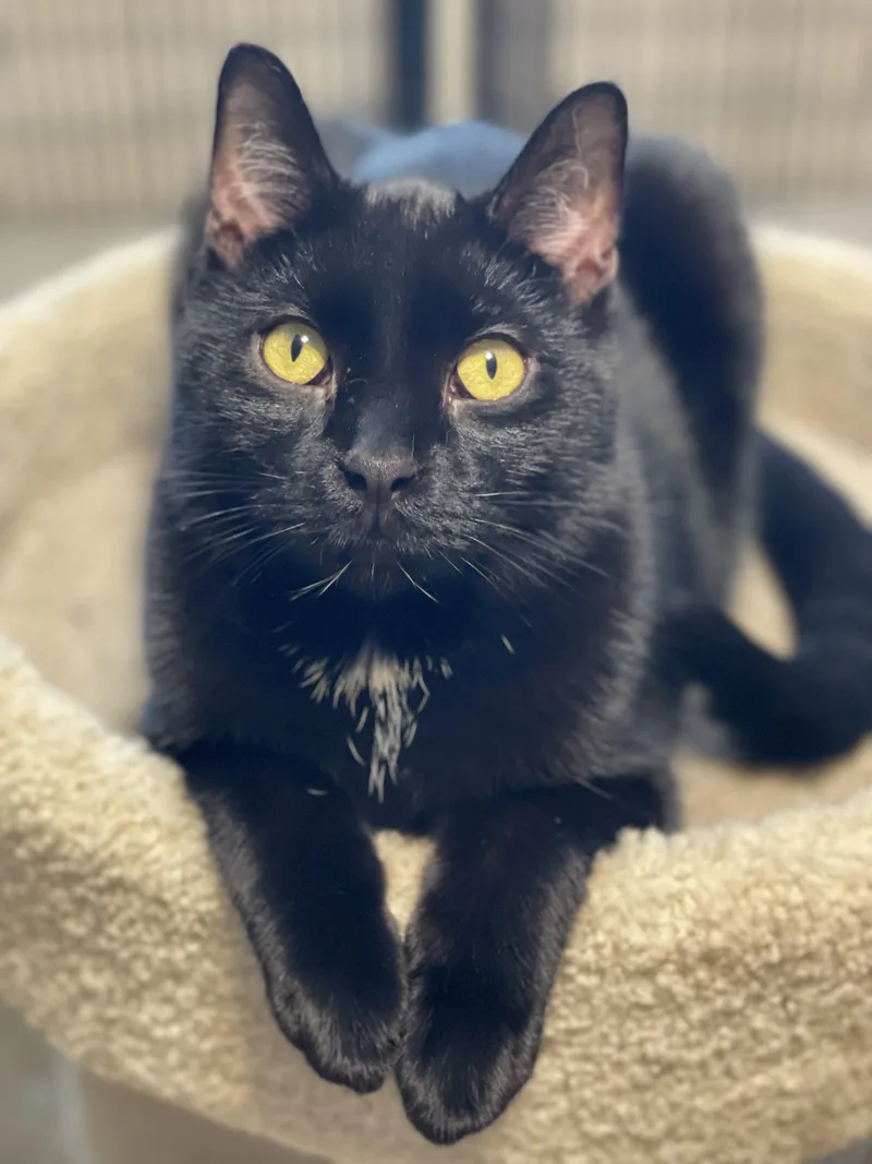 A young large-sized male Black Domestic Short Hair cat named Sing for adoption in Lacon, IL