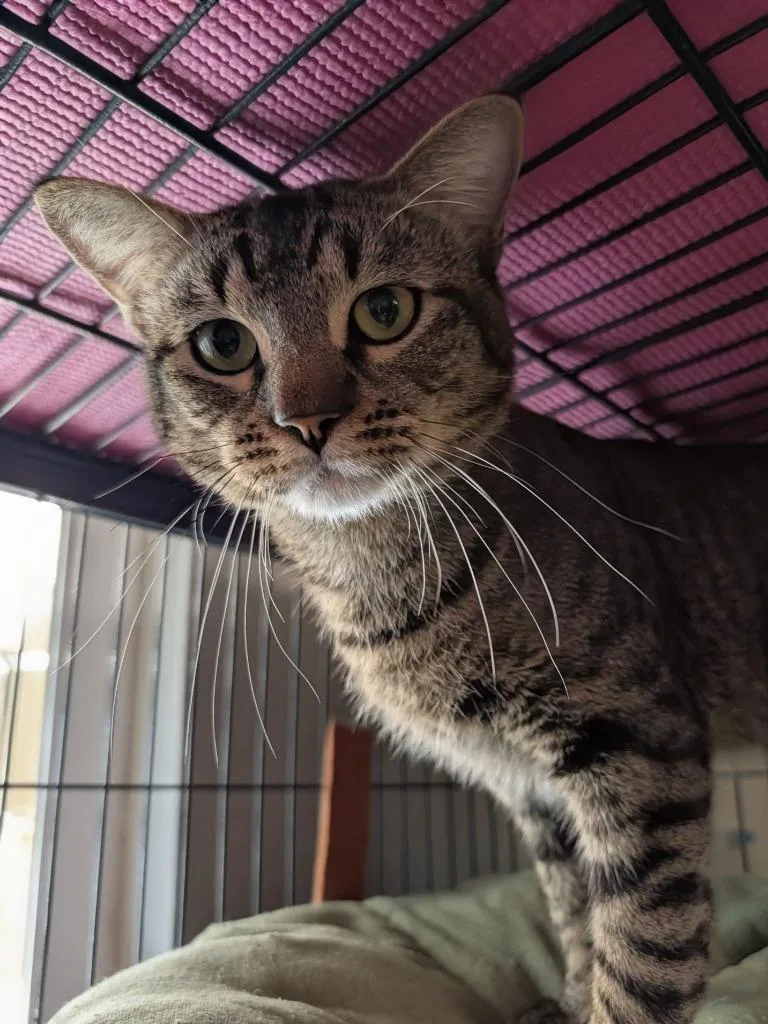 A young medium-sized male Domestic Short Hair cat named Rufio for adoption in Shelton, WA