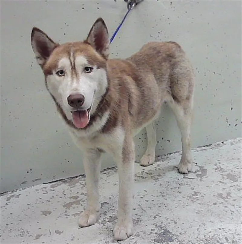 An adult large-sized male Siberian Husky dog named Fettucine for adoption in Houston, TX