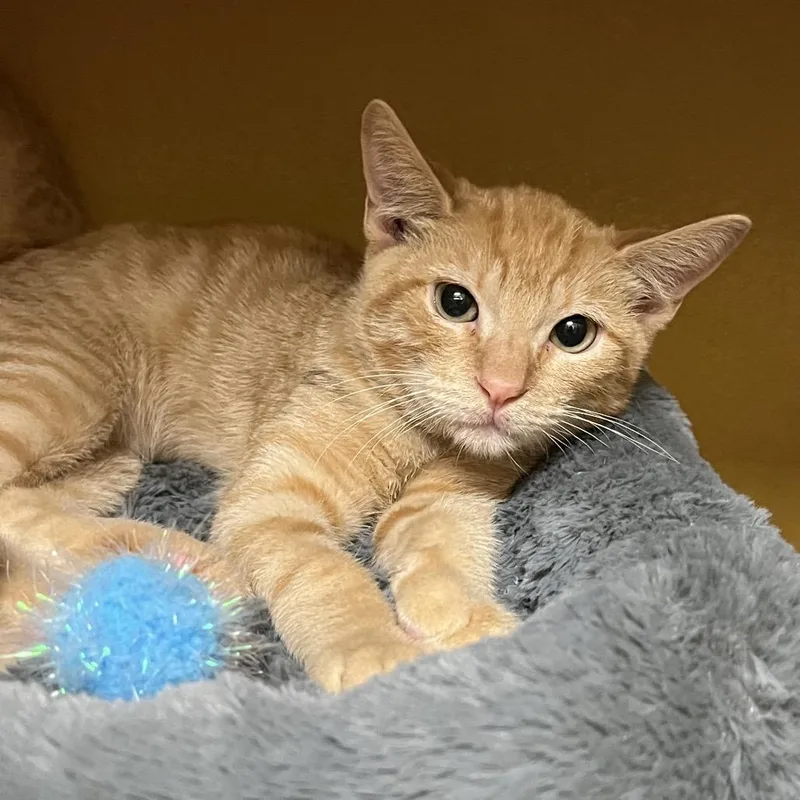 A baby small-sized male Orange / Red Domestic Short Hair cat named Buckaroo for adoption in Las Vegas, NV