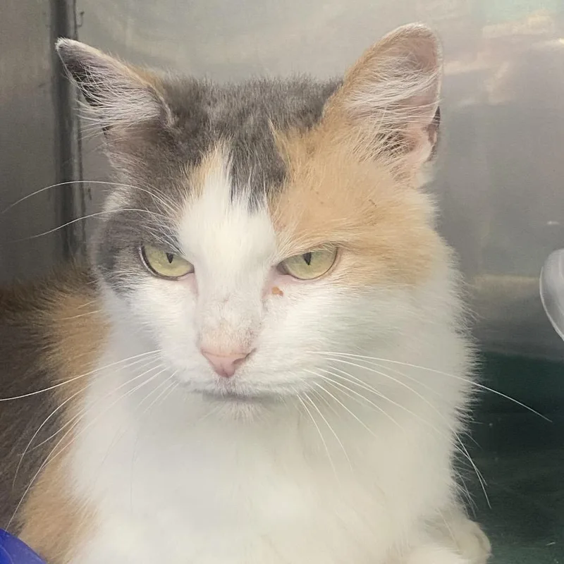 A senior small-sized female Calico Domestic Short Hair cat named Stevie Nicks for adoption in Jefferson city, TN