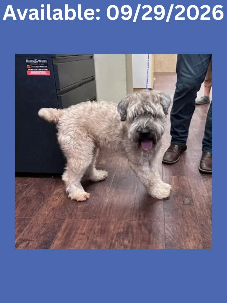 An adult medium-sized male Schnauzer dog named Dog Kennel "Max for adoption in Greenville, TX