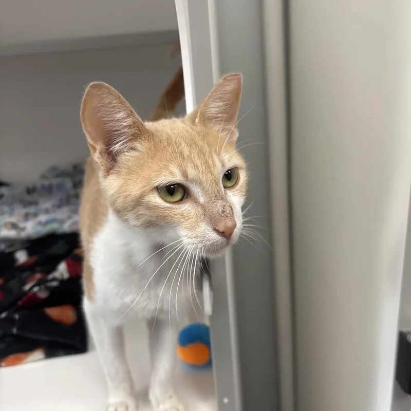 A young medium-sized male Orange / Red Domestic Short Hair cat named Legolas for adoption in Jupiter, FL