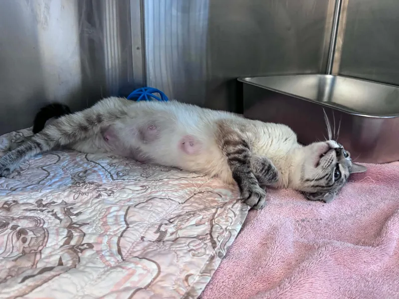 An adult small-sized female Gray / Blue / Silver Domestic Short Hair cat named Lemon for adoption in Mingus, TX