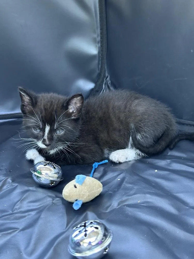 A baby small-sized female Black & White / Tuxedo Domestic Short Hair cat named Wallflower for adoption in Fremont, NE