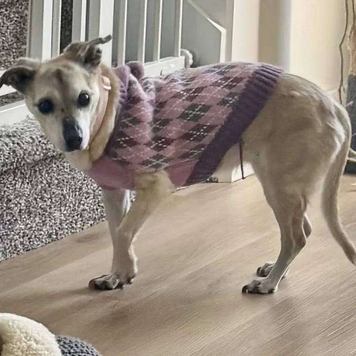 A senior small-sized female Jack Russell Terrier dog named Spirit for adoption in Bountiful, UT
