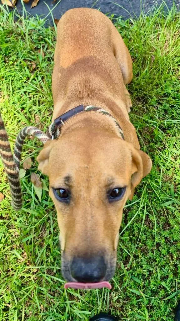 A baby medium-sized female Labrador Retriever dog named Honey for adoption in Forsyth, GA