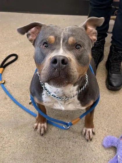 A young large-sized male Gray / Blue / Silver Pit Bull Terrier dog named Emilio for adoption in Cleveland, OH
